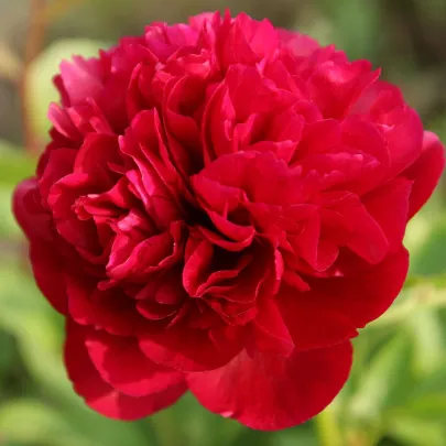 Pivónia Red Sarah Bernhardt - Paeonia lactiflora - cibuľoviny - 1 ks