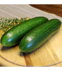 Miniuhorka šalátová La Diva - Cucumis sativus - predaj semien - 8 ks