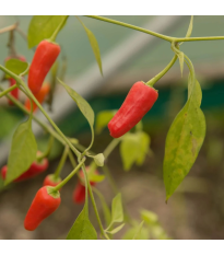 Chilli Apache F1 - Capsicum annuum - predaj semien - 5 ks