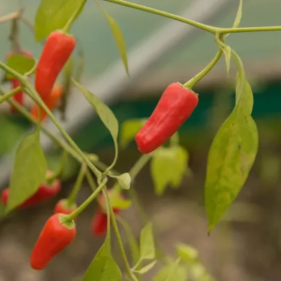 Chilli Apache F1 - Capsicum annuum - predaj semien - 5 ks