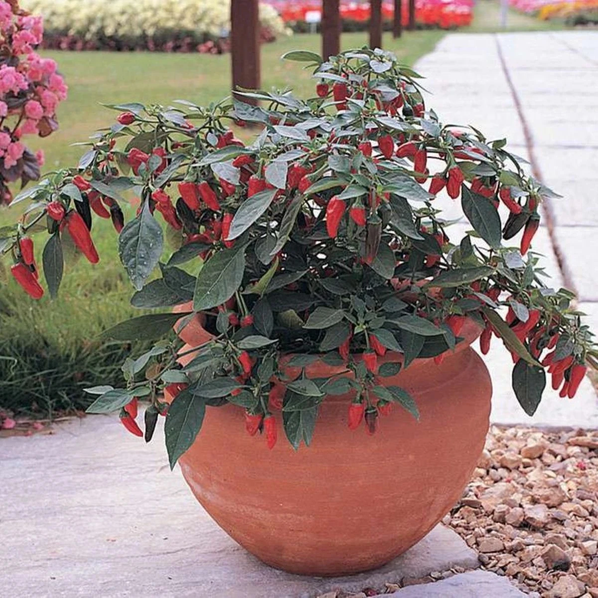 Chilli Apache F1 - Capsicum annuum - predaj semien - 5 ks