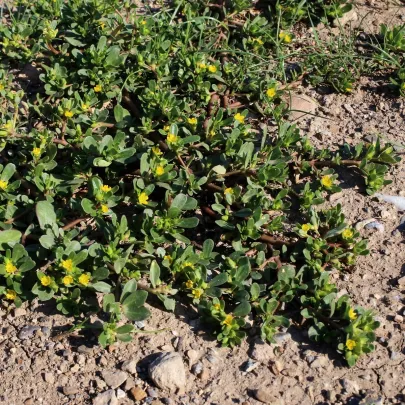 Portulaka kapustová Golden - Portulaca oleracea - semená - 100 ks