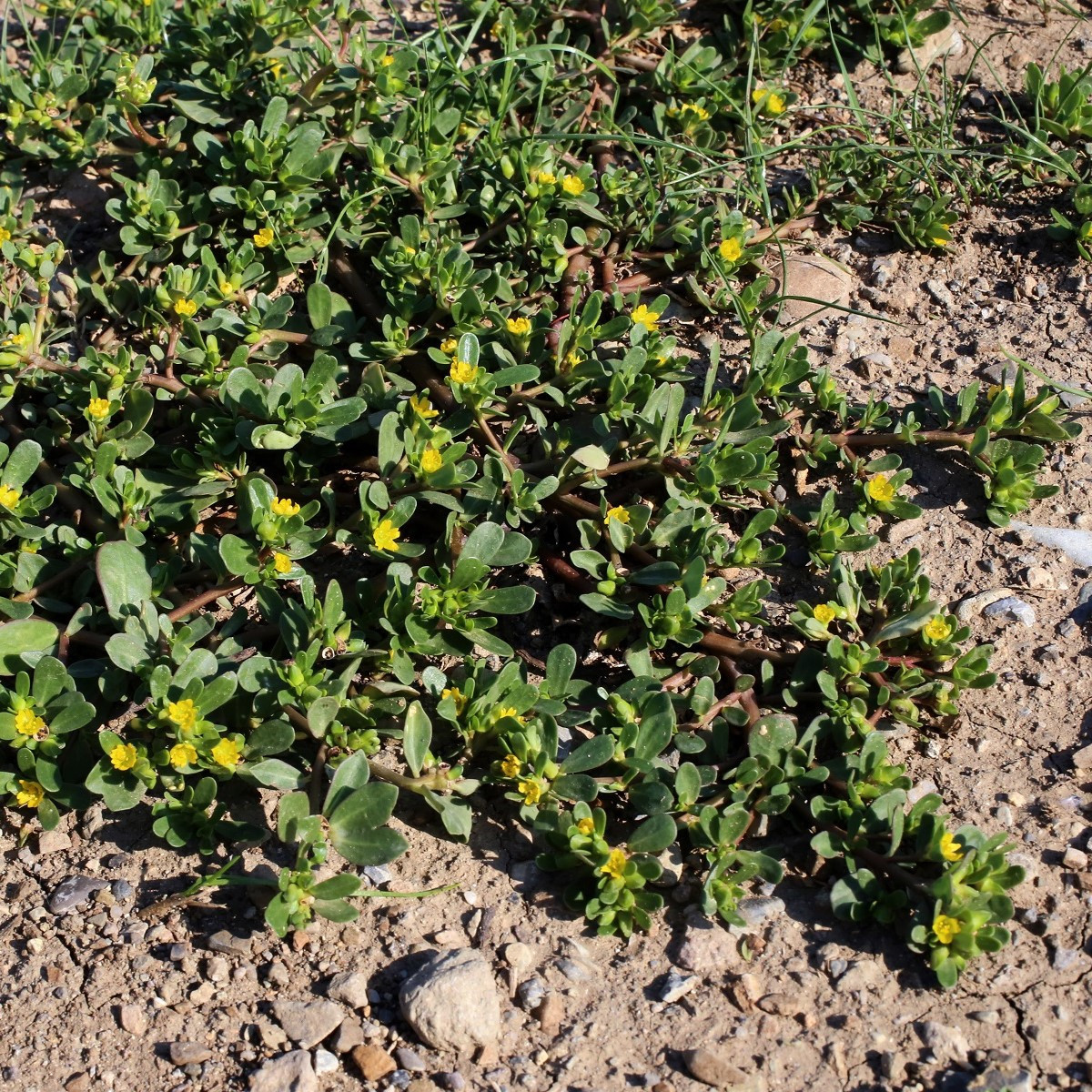 Portulaka kapustová Golden - Portulaca oleracea - semená - 100 ks