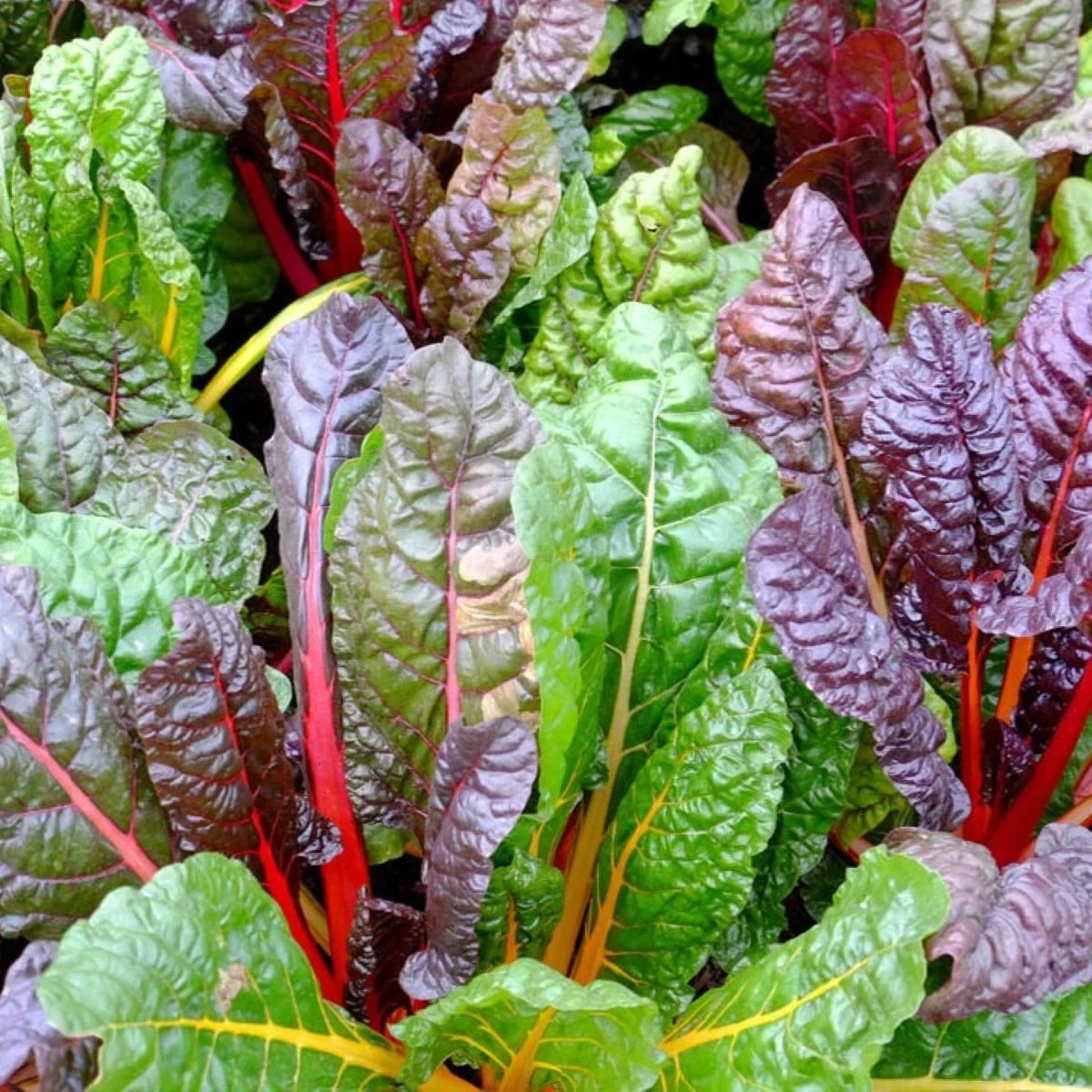 BIO Mangold Fireworks - Beta vulgaris - predaj bio semien - 45 ks