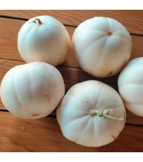 Melón cukrový Kiku - Cucumis melo - predaj semien - 6 ks