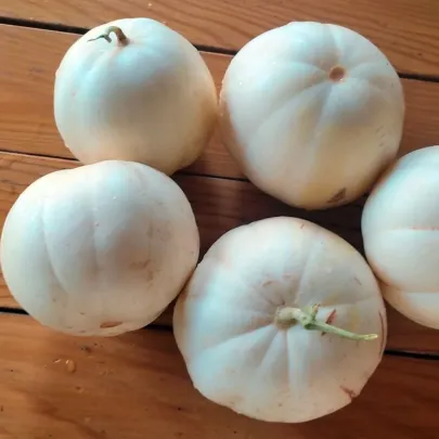 Melón cukrový Kiku - Cucumis melo - predaj semien - 6 ks