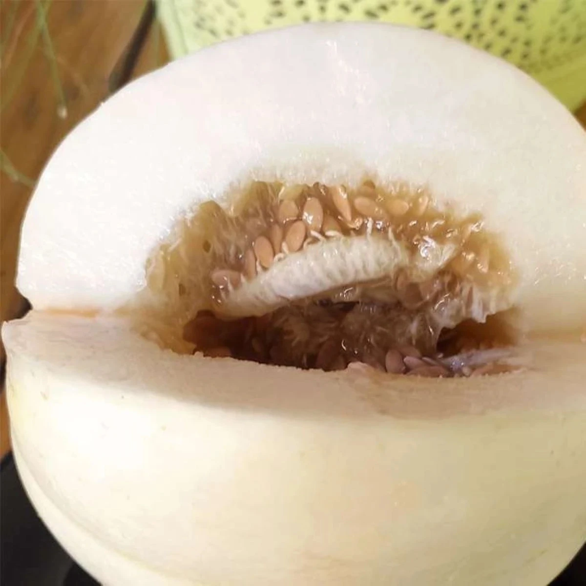 Melón cukrový Kiku - Cucumis melo - predaj semien - 6 ks