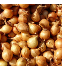 Cibuľa šalotka Mikor - Allium cepa - predaj cibuliek - 10 ks