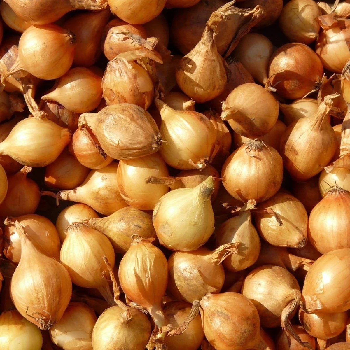 Cibuľa šalotka Mikor - Allium cepa - predaj cibuliek - 10 ks