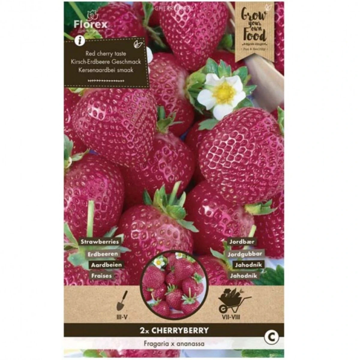 Jahodník Cherryberry - Fragaria ananassa - predaj voľnokorenných sadeníc - 2 ks