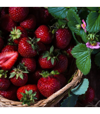 Jahodník Cherryberry - Fragaria ananassa - predaj voľnokorenných sadeníc - 2 ks