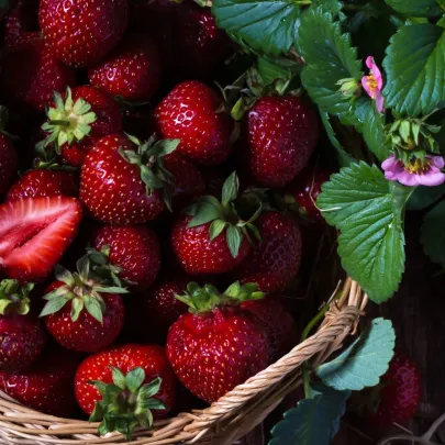 Jahodník Cherryberry - Fragaria ananassa - predaj voľnokorenných sadeníc - 2 ks
