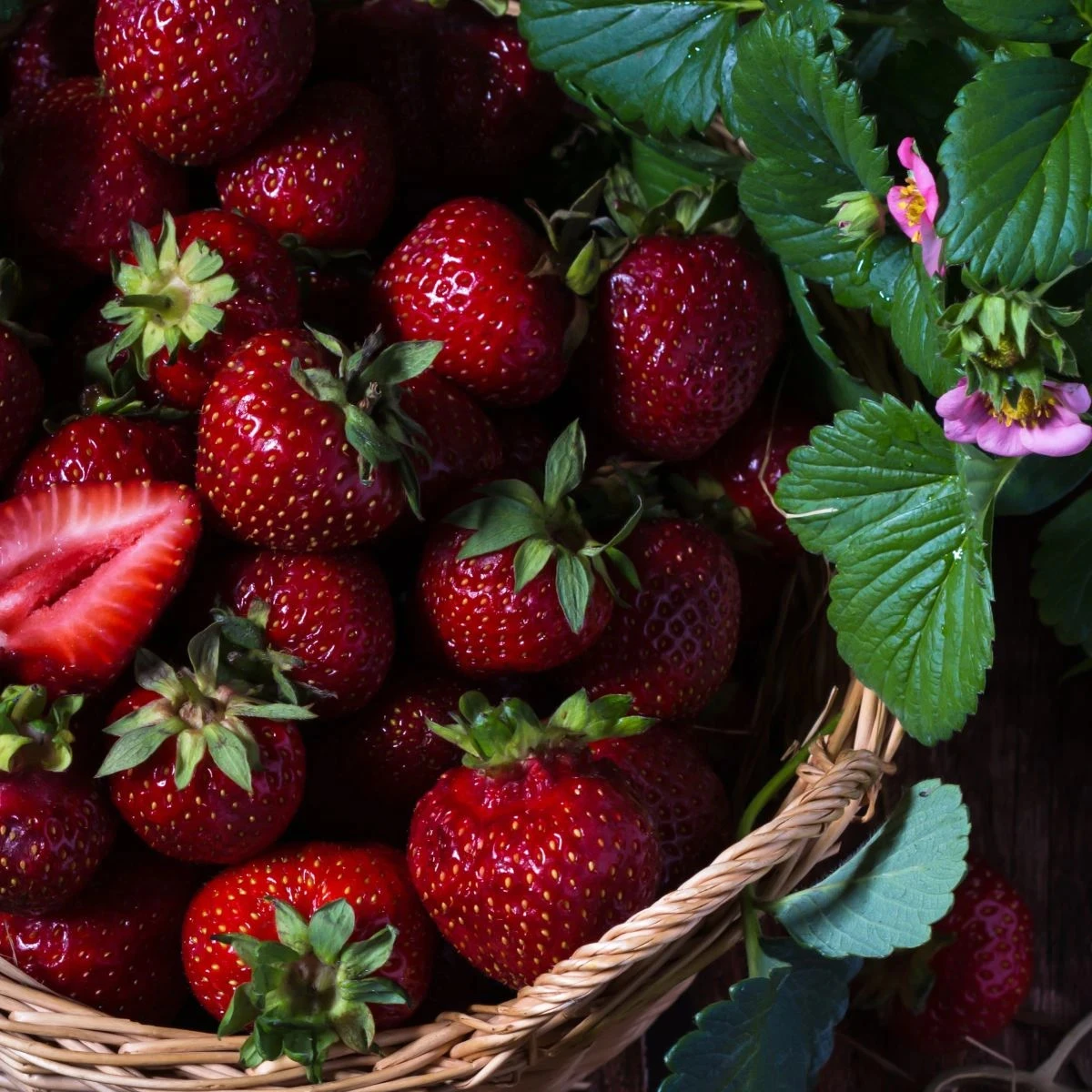 Jahodník Cherryberry - Fragaria ananassa - predaj voľnokorenných sadeníc - 2 ks