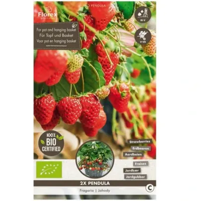 Jahodník previsnutý Pendula - Fragaria - predaj voľnokorenných sadeníc - 2 ks