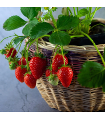 Jahodník previsnutý Pendula - Fragaria - predaj voľnokorenných sadeníc - 2 ks