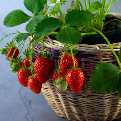 Jahodník previsnutý Pendula - Fragaria - predaj voľnokorenných sadeníc - 2 ks