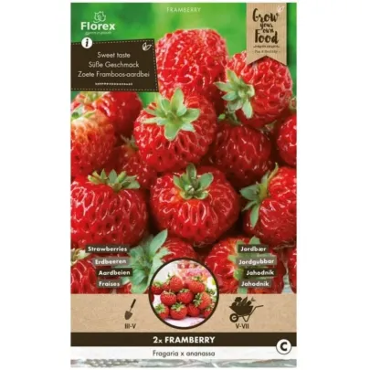 Jahodník Framberry - Fragaria ananassa - predaj jednoducho korenených sadeníc - 2 ks