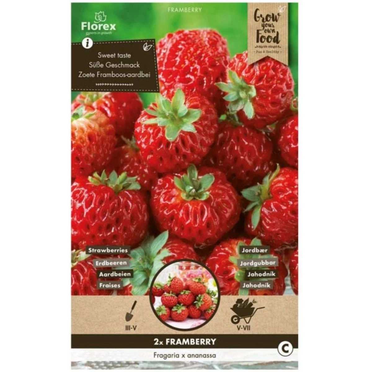 Jahodník Framberry - Fragaria ananassa - predaj jednoducho korenených sadeníc - 2 ks