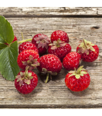 Jahodník Framberry - Fragaria ananassa - predaj jednoducho korenených sadeníc - 2 ks