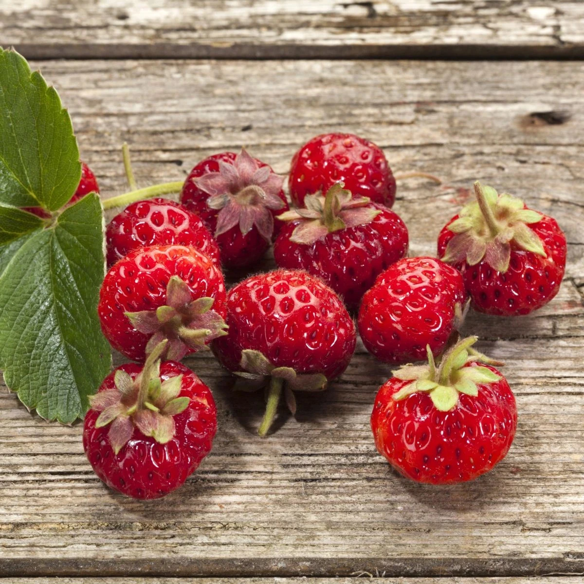 Jahodník Framberry - Fragaria ananassa - predaj jednoducho korenených sadeníc - 2 ks