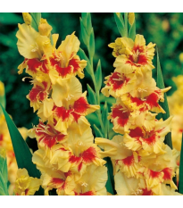Gladiola Jester - Gladiolus - predaj cibuľovín - 3 ks