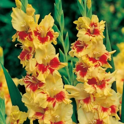 Gladiola Jester - Gladiolus - predaj cibuľovín - 3 ks
