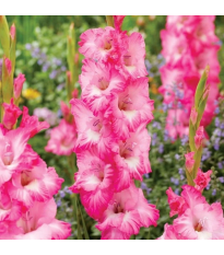 Gladiola Violet King - Gladiolus - cibuľoviny - 3 ks
