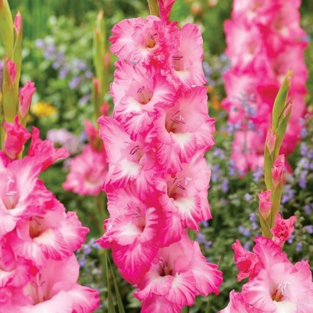 Gladiola Violet King - Gladiolus - cibuľoviny - 3 ks