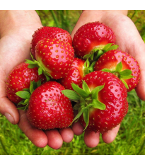 Jahodník Maxim - Fragaria ananassa - predaj voľnokorenných sadeníc - 3 ks