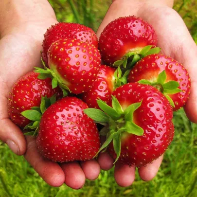 Jahodník Maxim - Fragaria ananassa - predaj voľnokorenných sadeníc - 3 ks