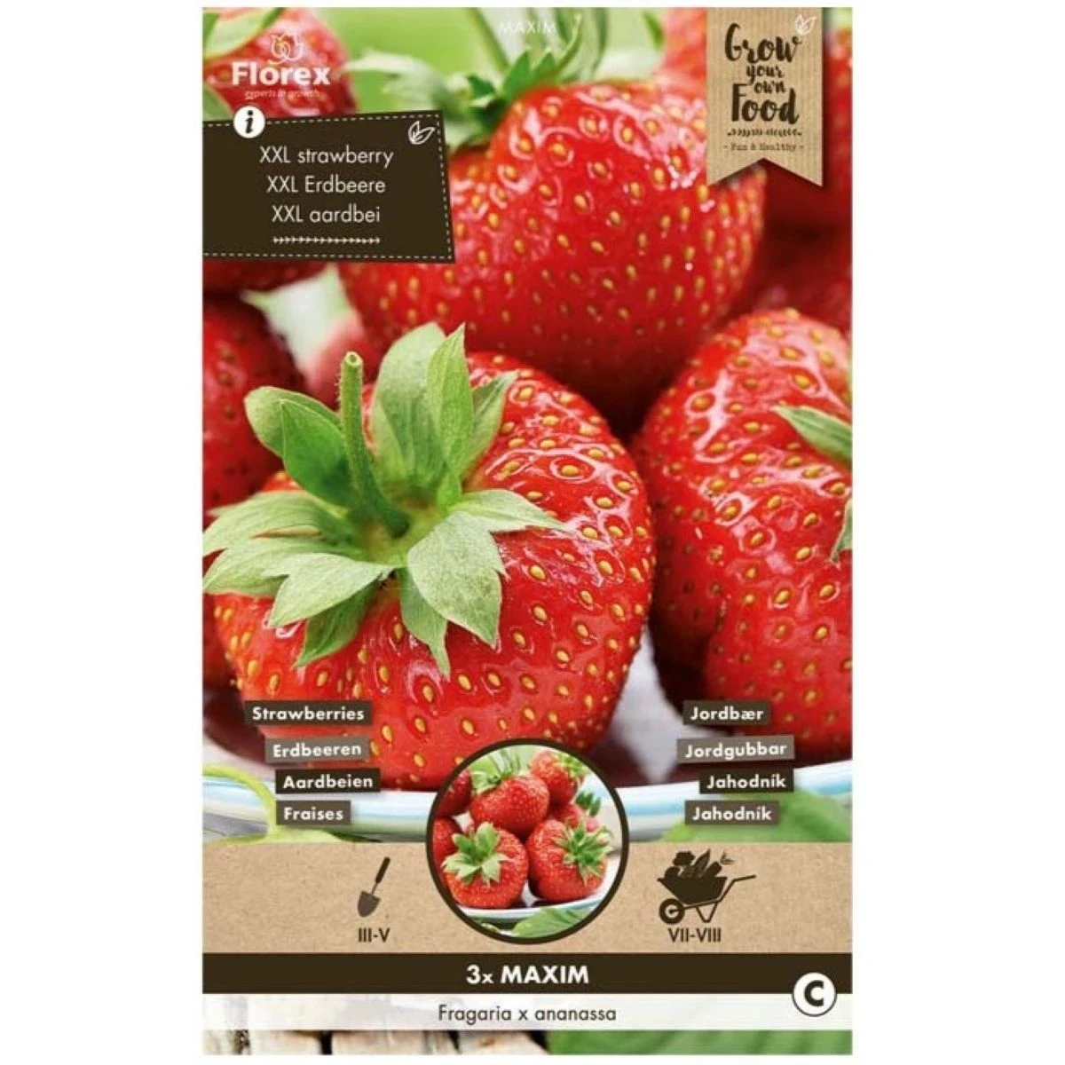 Jahodník Maxim - Fragaria ananassa - predaj voľnokorenných sadeníc - 3 ks