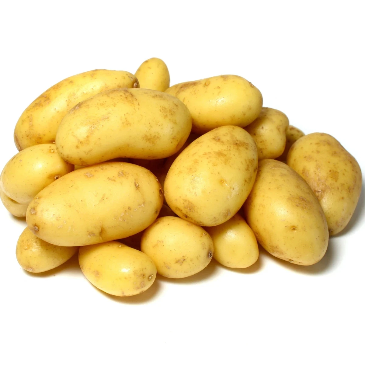 Sadbové zemiaky Camelia - Solanum tuberosum - predaj sadiva - 5 kg