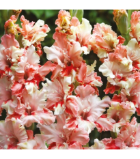 Gladiola Mindset - Gladiolus - predaj cibuľovín - 3 ks