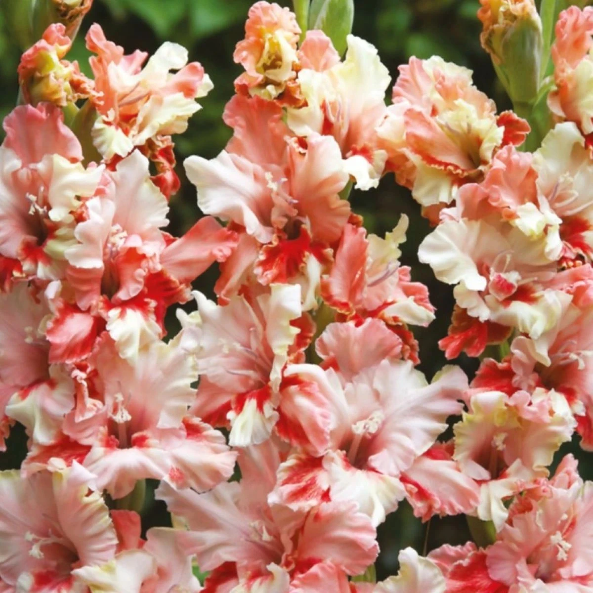 Gladiola Mindset - Gladiolus - predaj cibuľovín - 3 ks