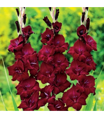 Gladiola At Night - Gladiolus - cibuľoviny - 3 ks