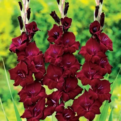 Gladiola At Night - Gladiolus - cibuľoviny - 3 ks