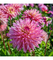 Georgína Nenekazi - Dahlia - cibuľoviny - 1 ks