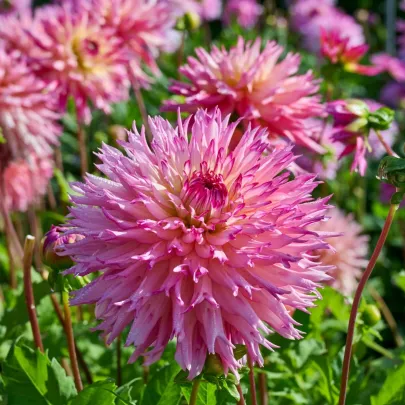 Georgína Nenekazi - Dahlia - cibuľoviny - 1 ks