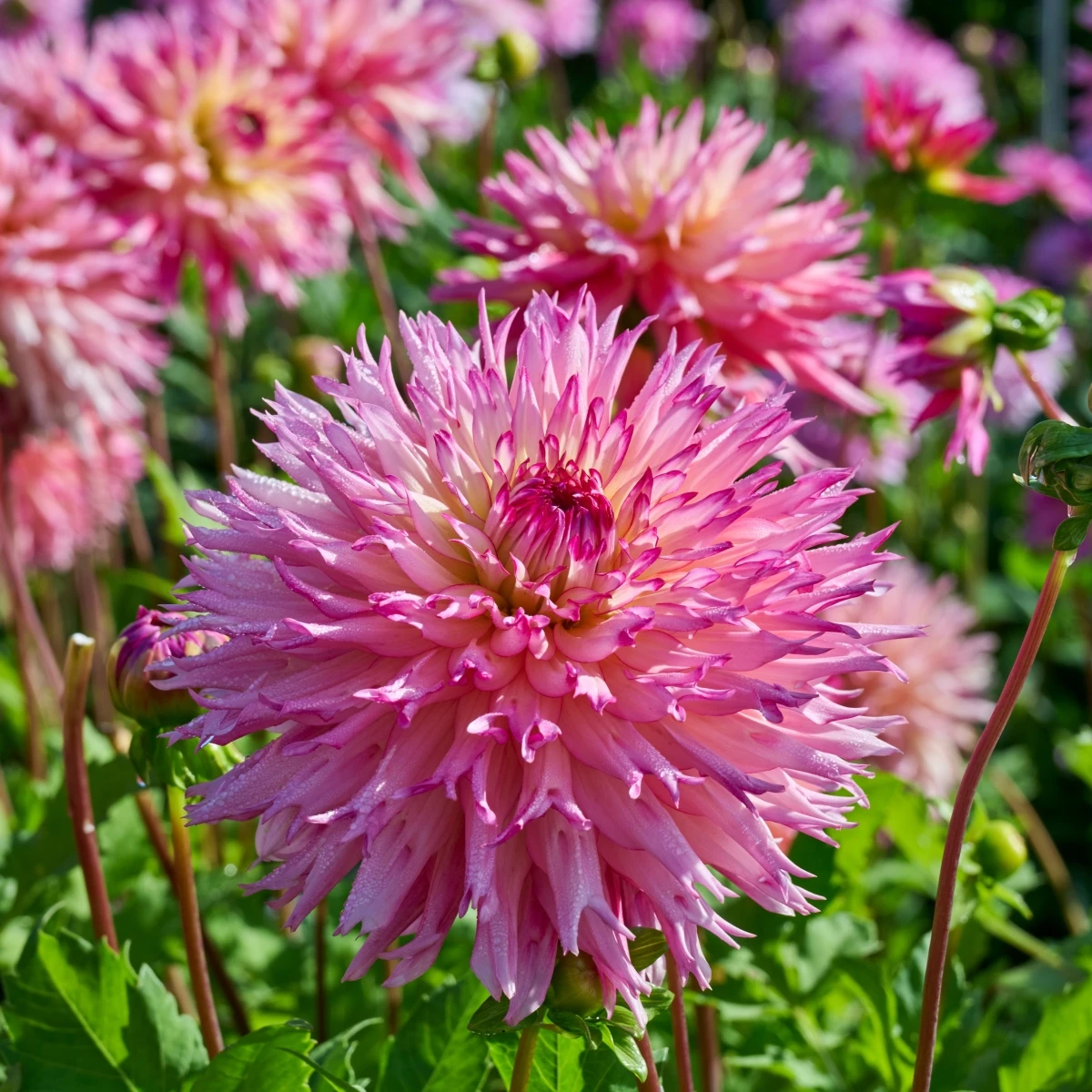 Georgína Nenekazi - Dahlia - cibuľoviny - 1 ks