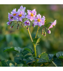 Zemiaky Jubila F1 - Solanum tuberosum - 1 ks