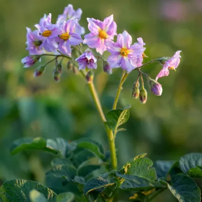 Zemiaky Jubila F1 - Solanum tuberosum - 1 ks
