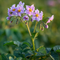 Zemiaky Jubila F1 - Solanum tuberosum - 1 ks