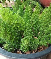 Sprengerova špargľa - Asparagus densiflorus Sprengeri - semená - 12 ks