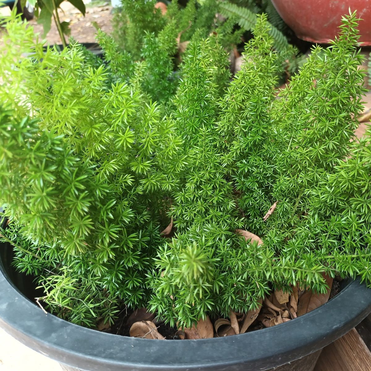 Sprengerova špargľa - Asparagus densiflorus Sprengeri - semená - 12 ks