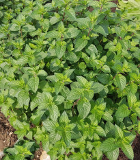 Mäta pieporná - Mentha piperita - semená - 500 ks