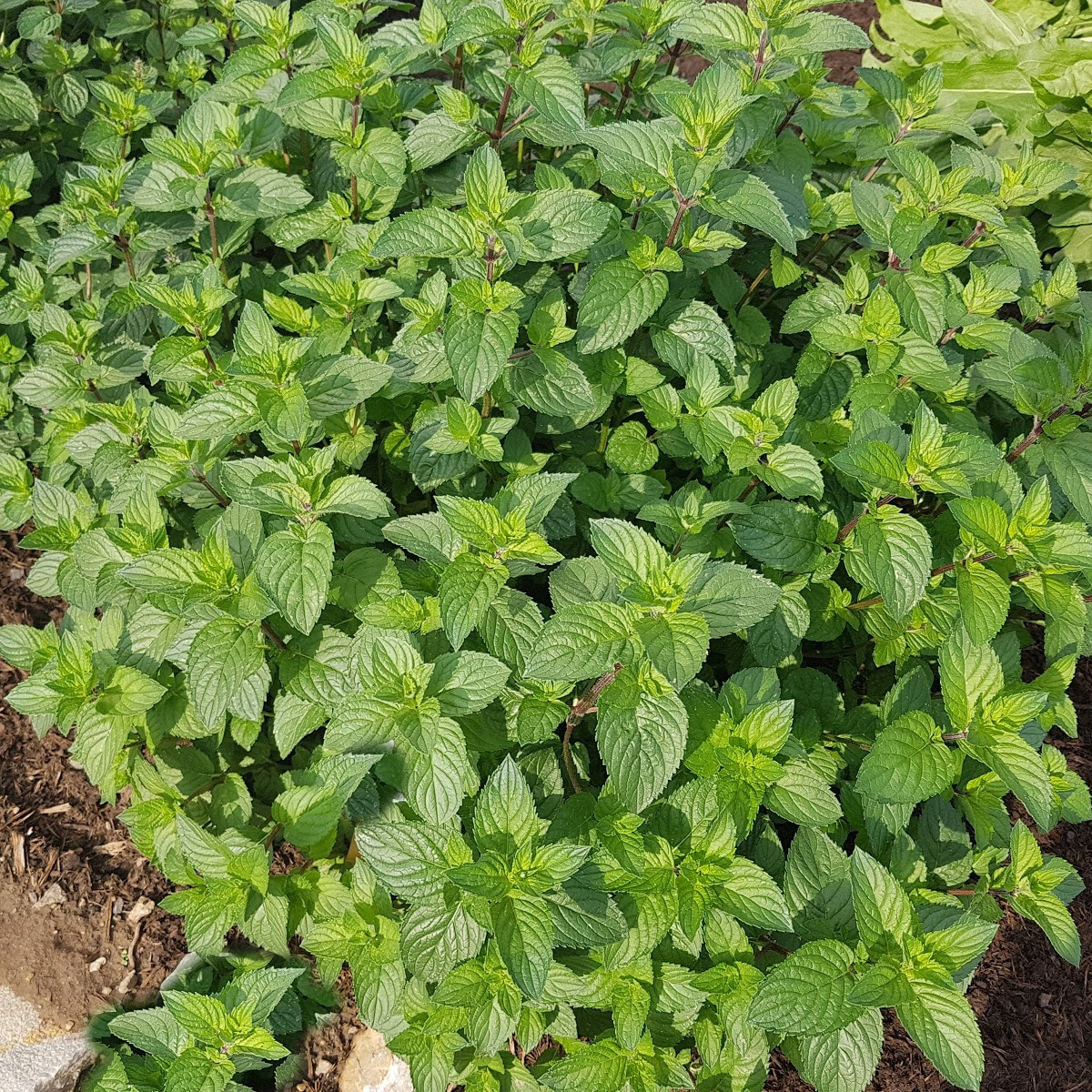 Mäta pieporná - Mentha piperita - semená - 500 ks