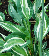 Funkia - Bohyška - Hosta Snake Eyes - cibuľoviny - 1 ks