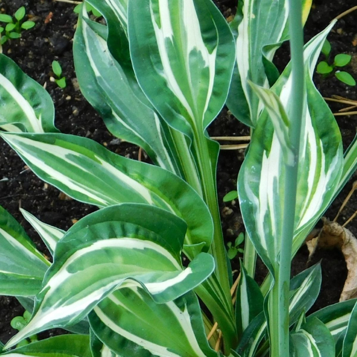 Funkia - Bohyška - Hosta Snake Eyes - cibuľoviny - 1 ks
