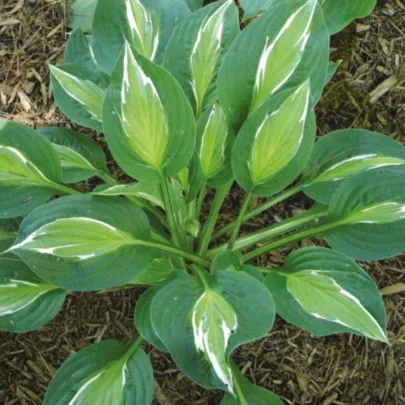 Funkia - Bohyška - Hosta Snake Eyes - cibuľoviny - 1 ks