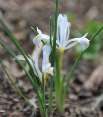 Kosatec sieťkovaný biely - Iris reticulata - cibuľoviny - 3 ks